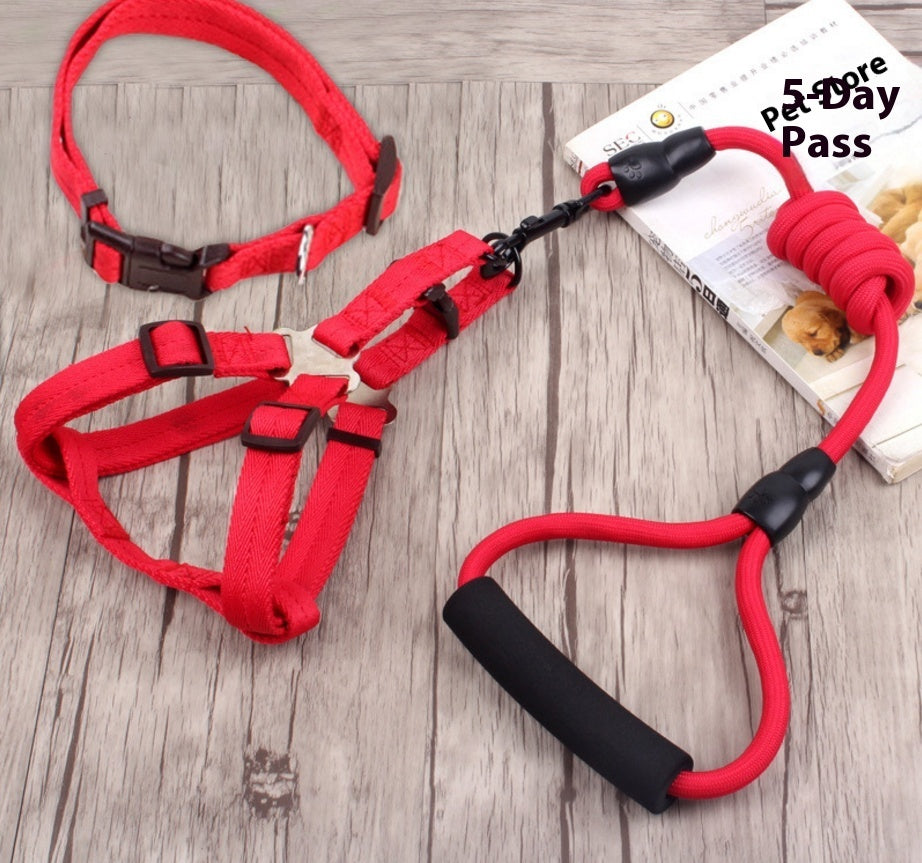 Correa, collar y arnés