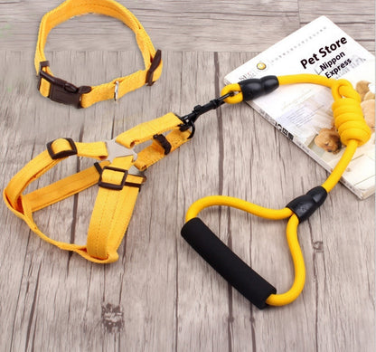 Correa, collar y arnés